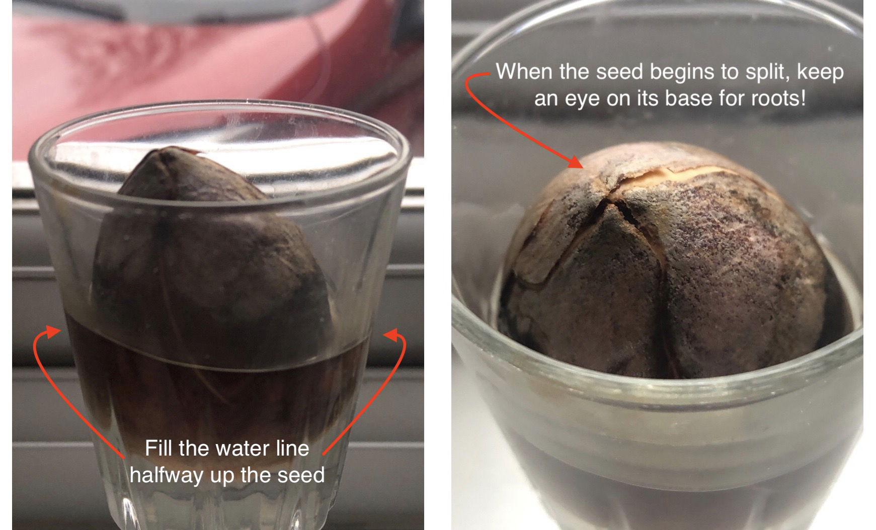 The Complete Guide To Avocado Growing