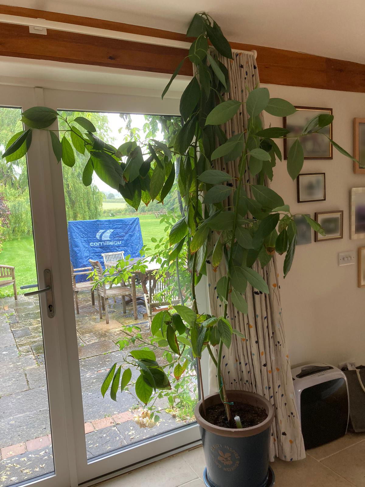 Avocado plant shop in pot