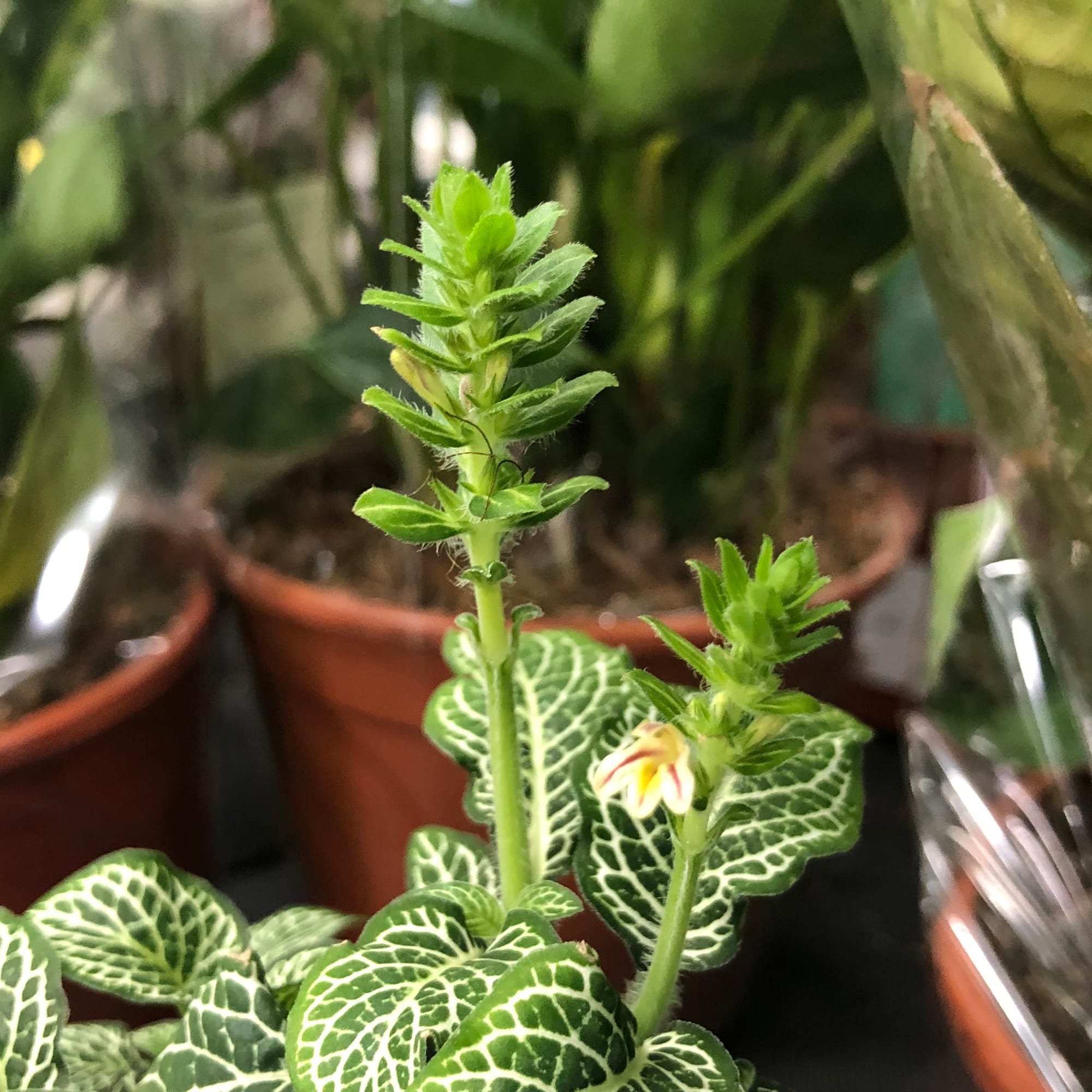 Fittonia (Stripes Forever) almost totally lost to mold, save for two tiny green  stems. Is it salvageable? : r/houseplants