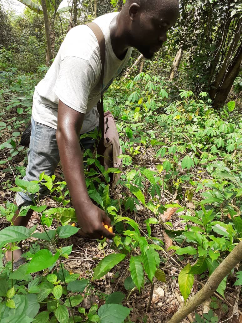 Edwin Dadzie harvesting Iboga fruits