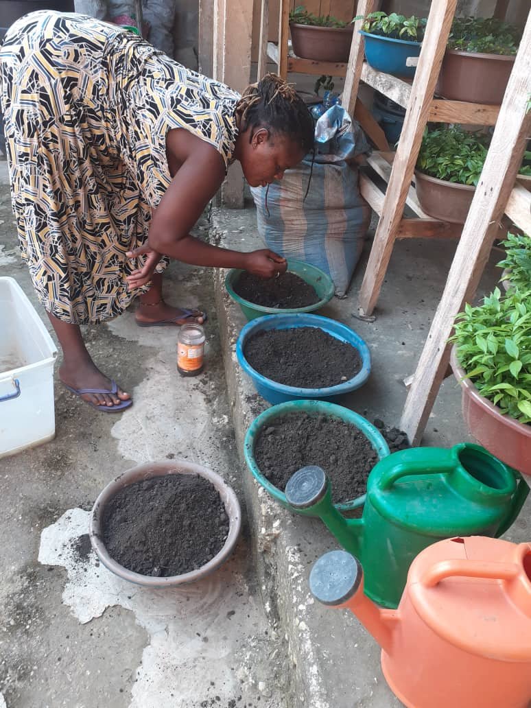 iboga seed planting in bowls