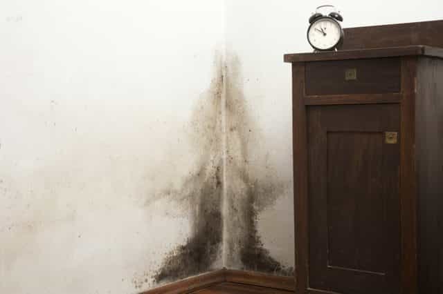 عينة من اشكال العفن و الرطوبة بالجدران 