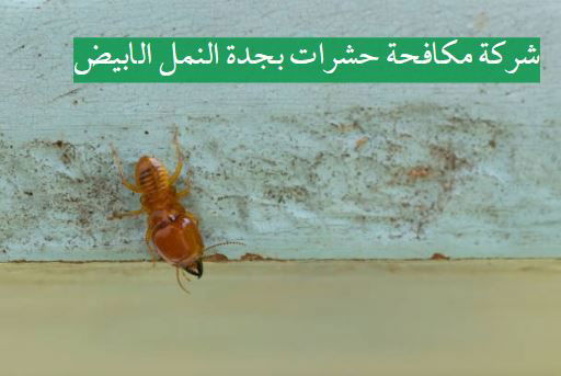 شركة مكافحة حشرات بجدة النمل الابيض
