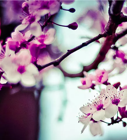 Almond Tree Flowers