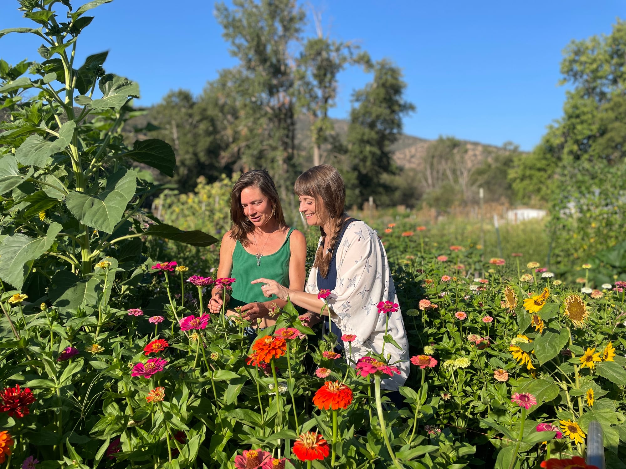 Public Flower Picking Days at Stone Lake Farms — Together We Heal