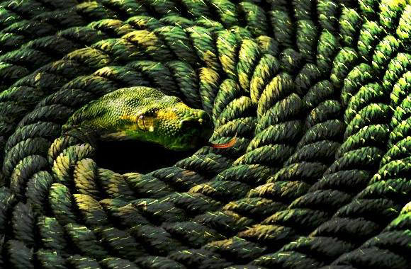 Image result for rope snake visual illusion