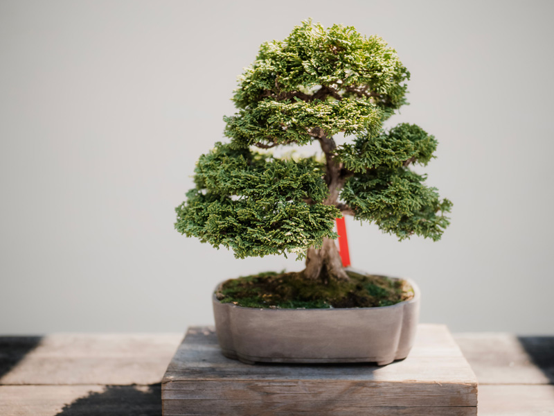 A Beginner's Guide to Bonsai Trees