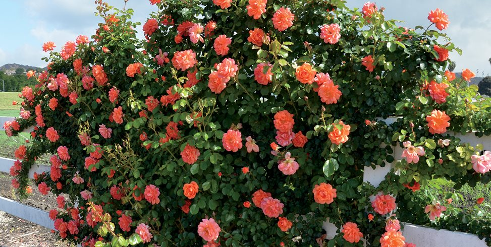 Caring for Roses: A Beginner's Rose Growing Guide