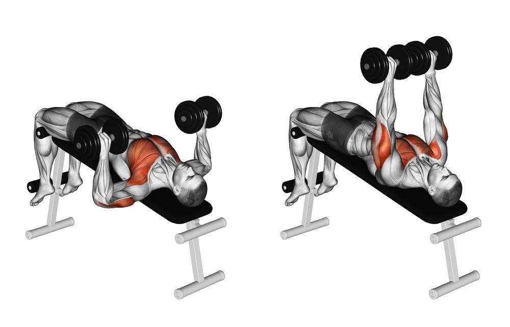 Graphic illustration of muscle used when performing a bench dumbbell press