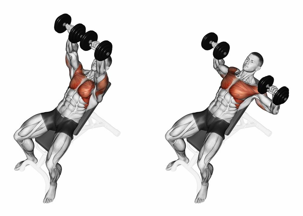 Graphic illustration of muscle used when performing a low incline dumbbell bench press