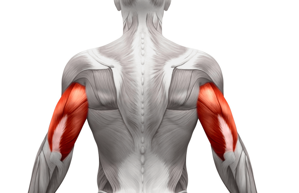 Tricep Muscle Anatomy