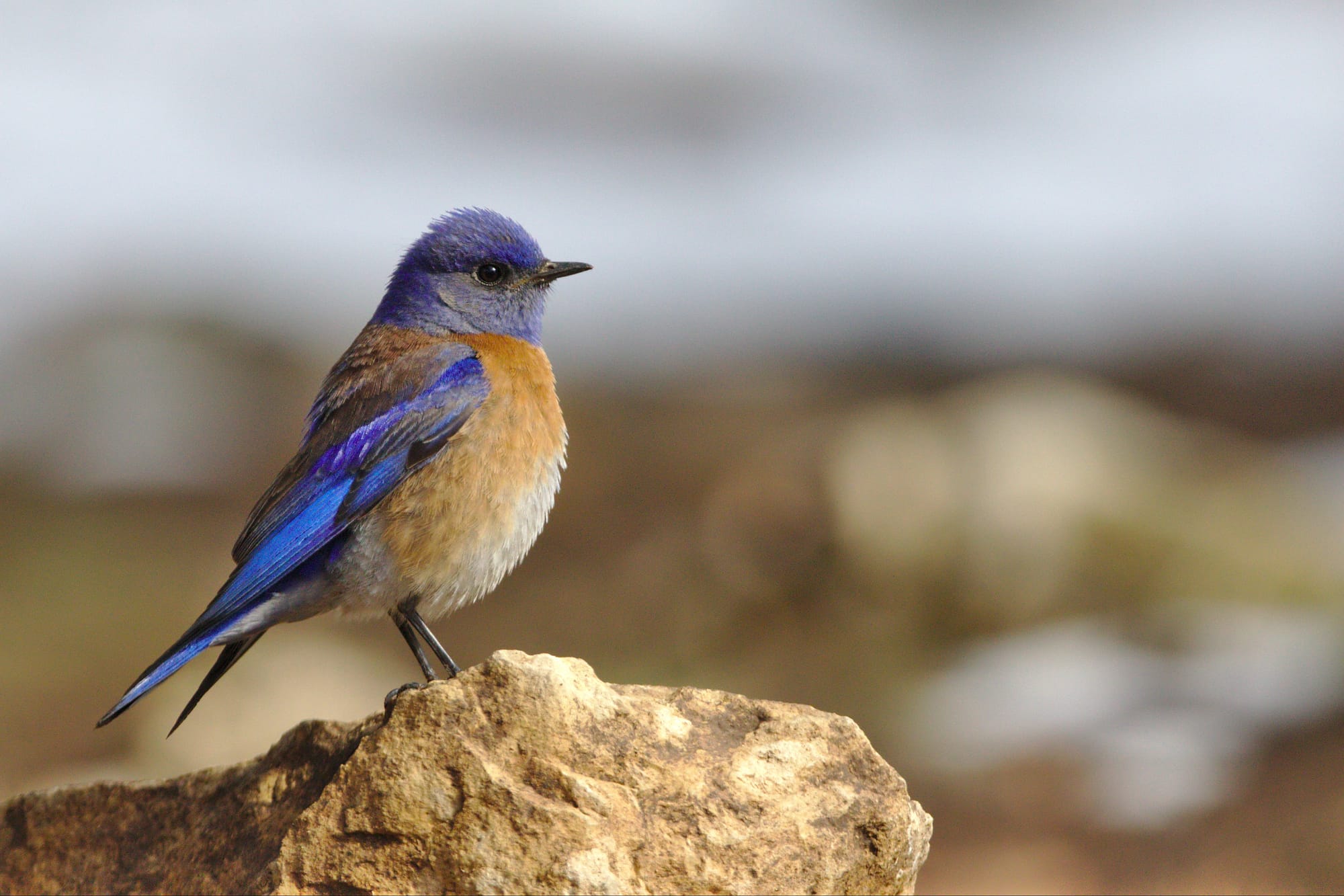 The Bluebird of Happiness & Backyard Birding - Corliss Garden Club