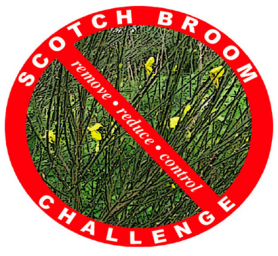 Scotch_Broom_Picture_from_Brochure_14.png
