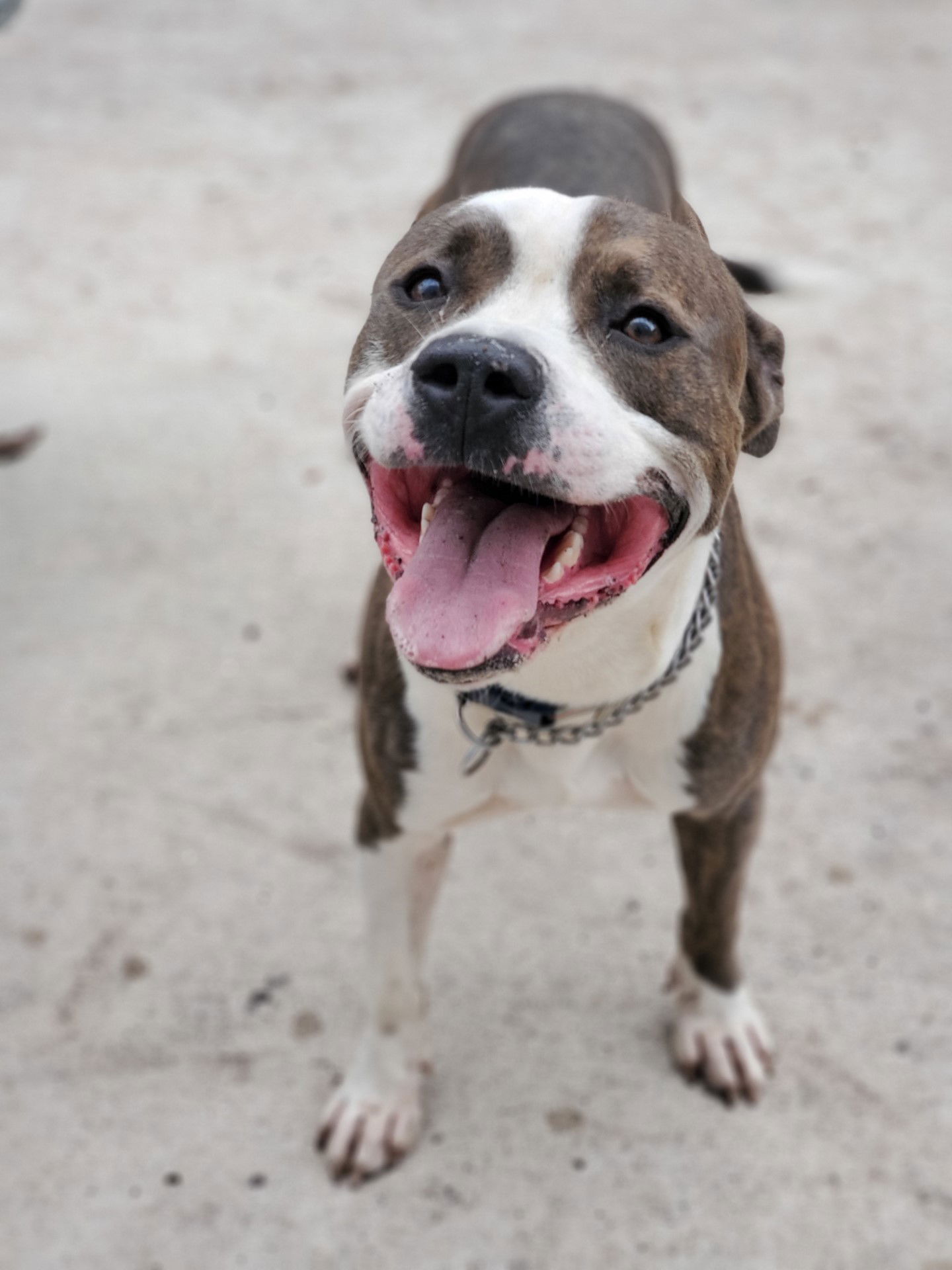 Bark at the Park - Humane Society of St. Lucie County