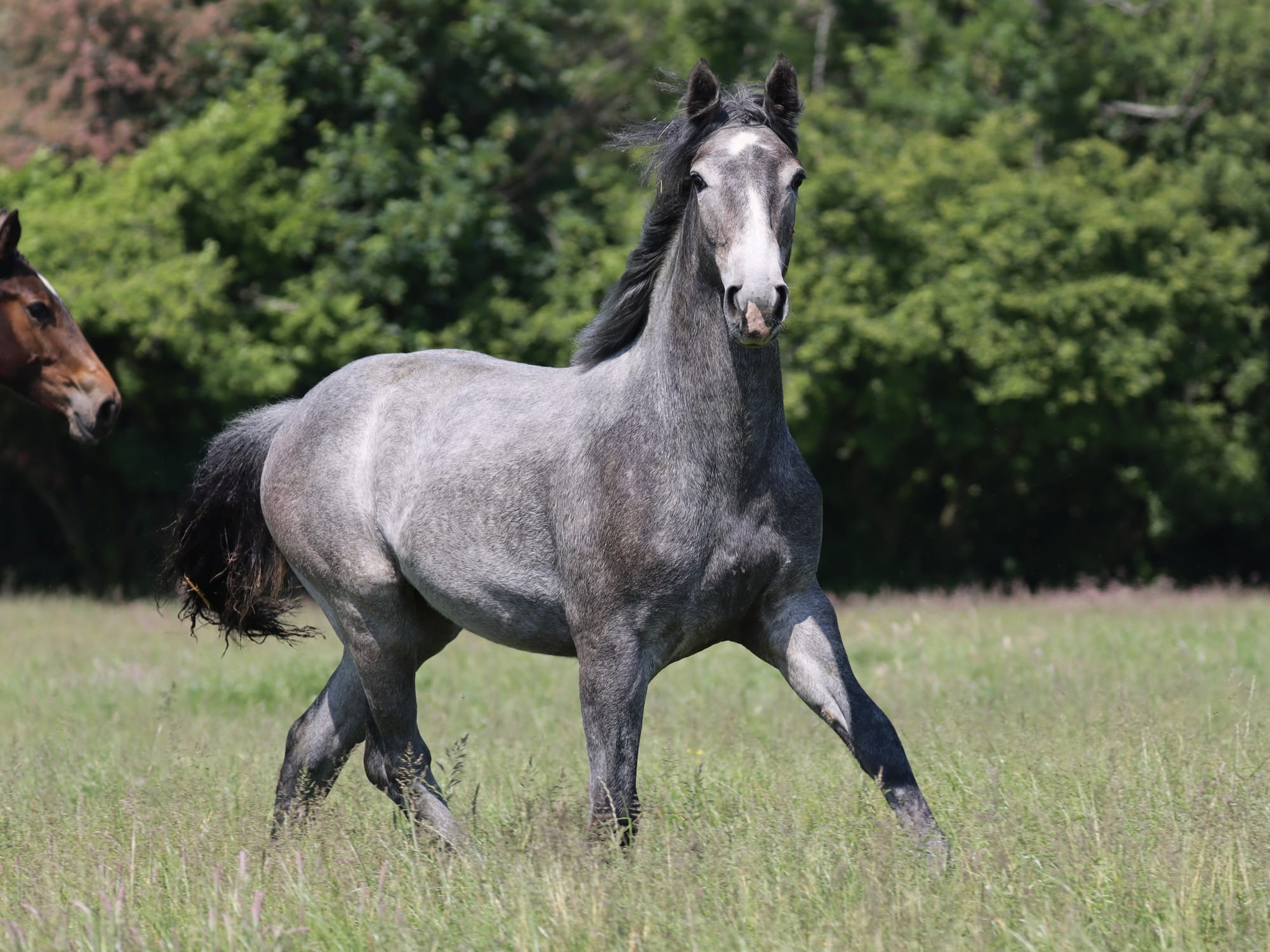 Greylands Billy the Kid Irish Draught Stallion at stud