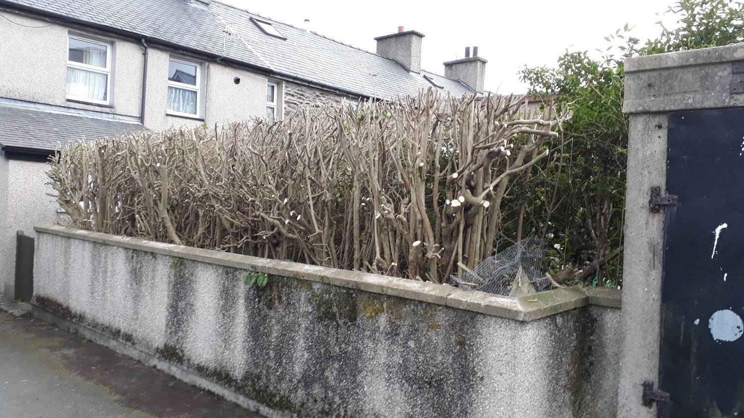 Winter Pruning, Reduction of Shrubs, Bushes & Hedges - First Cut Gardening Services
