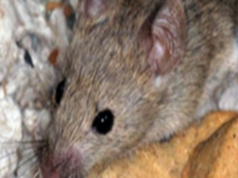 فئران المنازل وطرق الوقاية منها