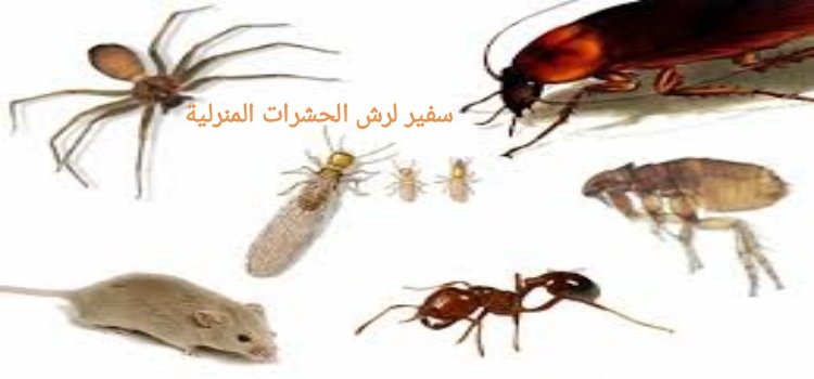 دليل شركات مكافحة الحشرات بالمنطقة الشرقية