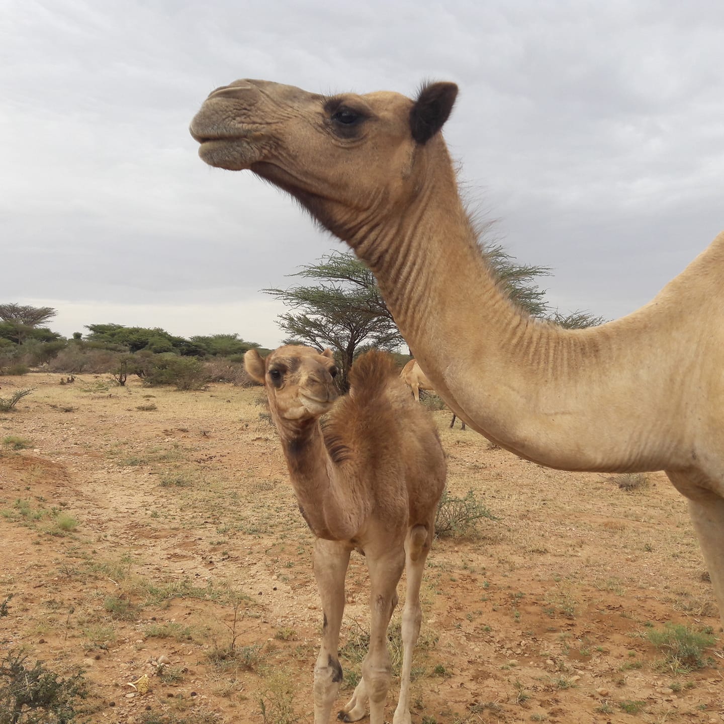 desert habitats camel