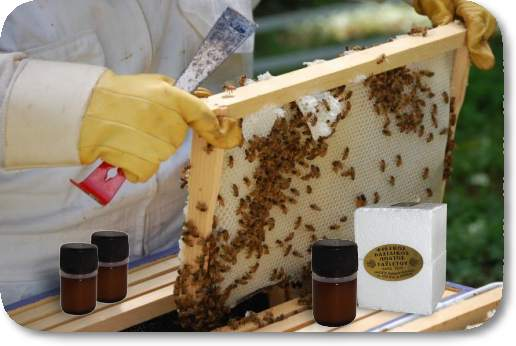 Βασιλικός πολτός Ταϋγέτου 10γρ