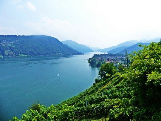 Les vignes du Tessin et le Lac Lugano