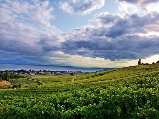 Les vignes du Canton de Vaud