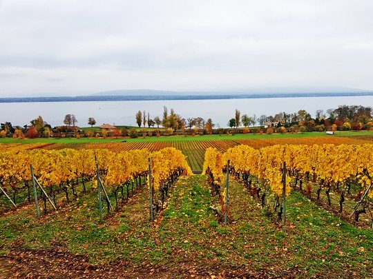 Vignes du Château de Crans (canton de Vaud) au bord du Lac Léman