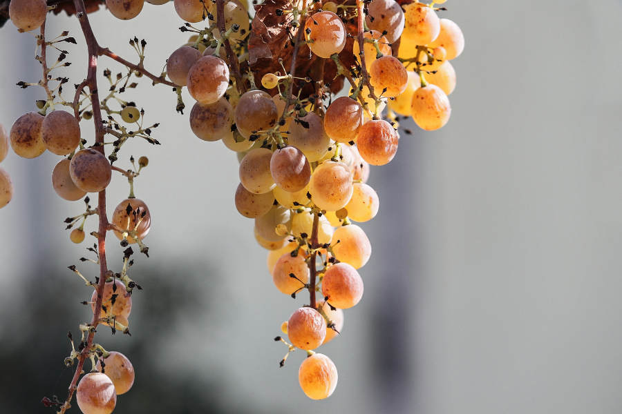 grapes de raisin sûrmuri vin doux
