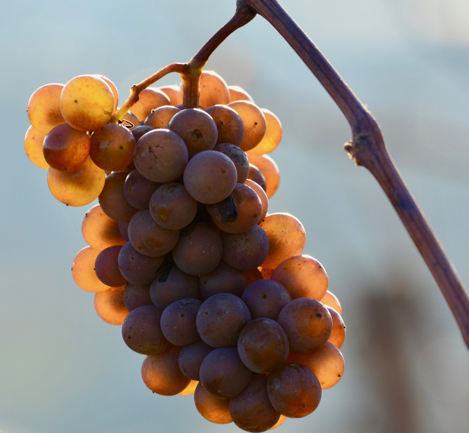 grape de raisin blanc vin doux