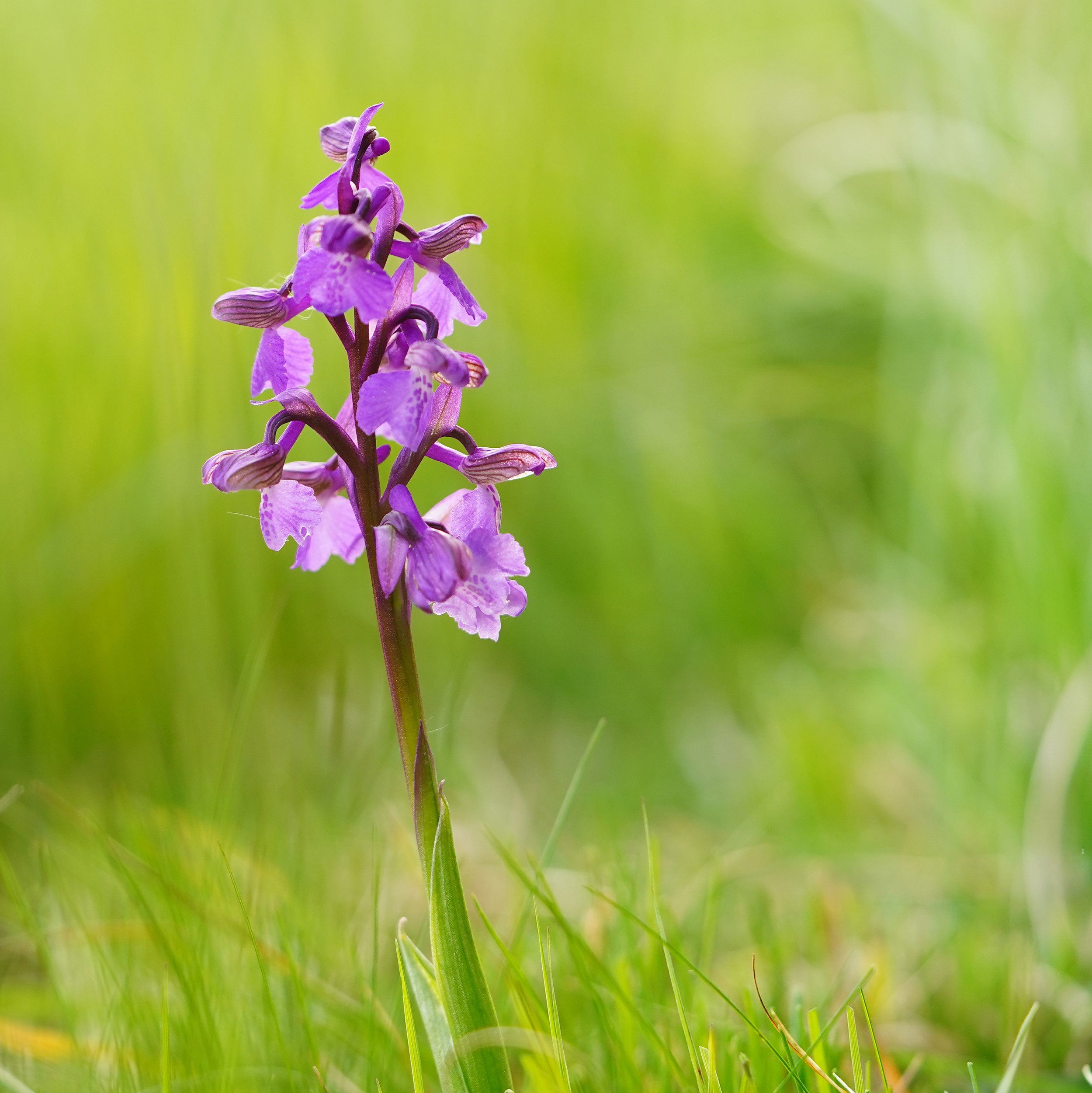 Throughout the seasons