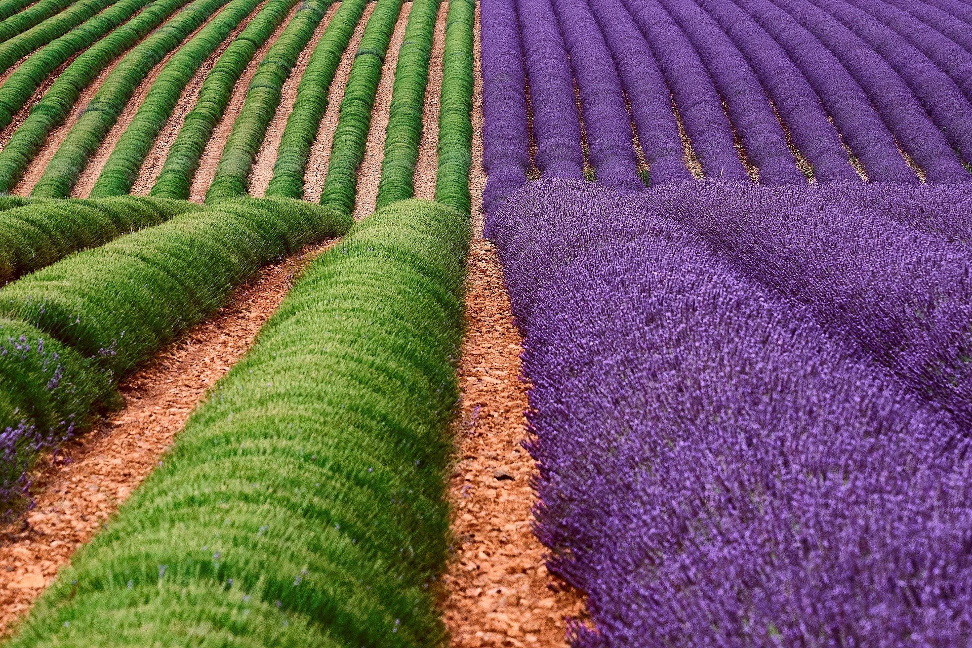 Throughout the seasons