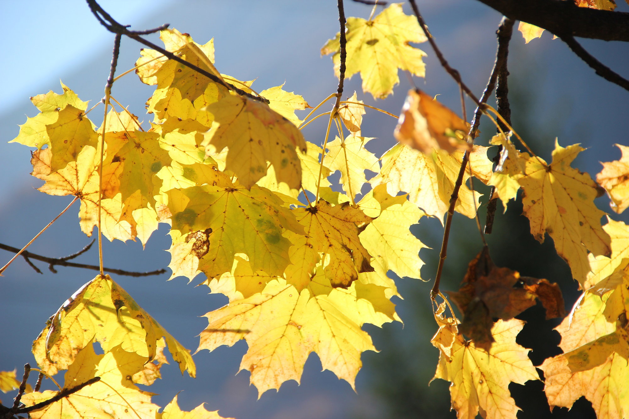 Throughout the seasons