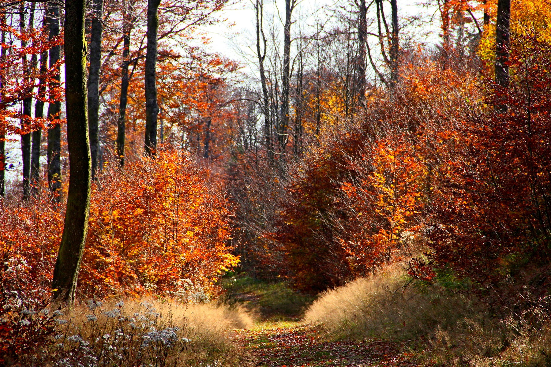 Throughout the seasons