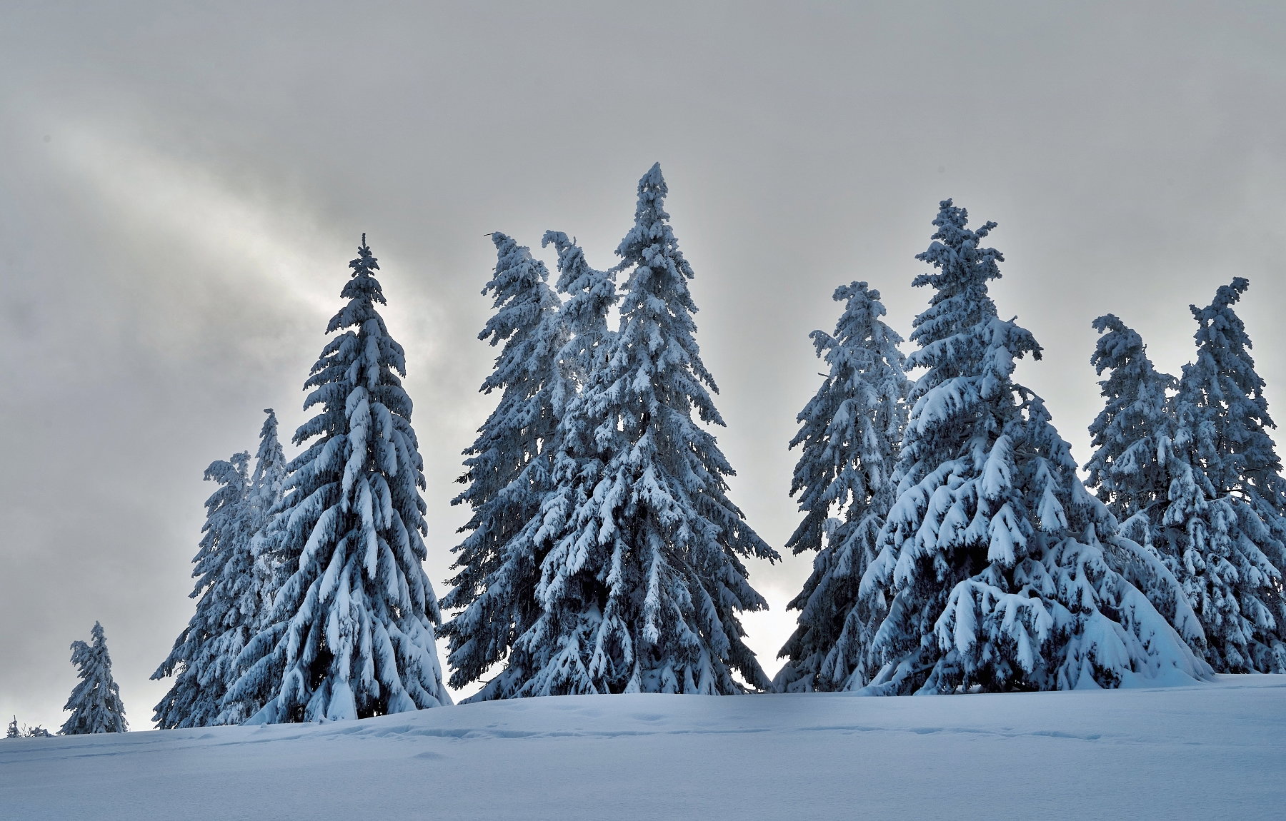 Throughout the seasons