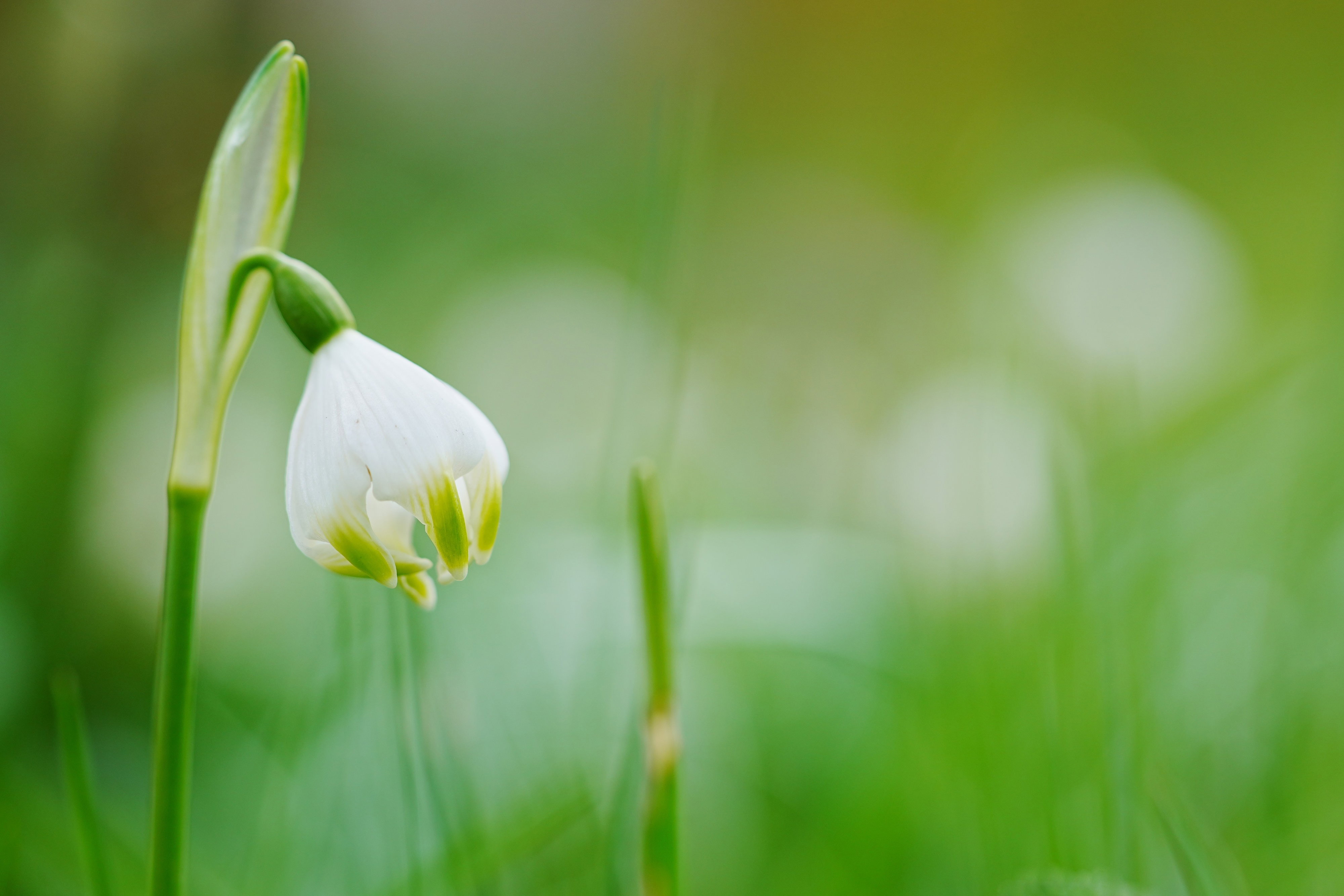 Throughout the seasons