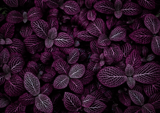 Symmetry in purple leaves