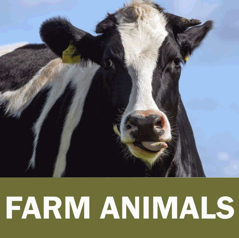 Adopt An Animal Kits