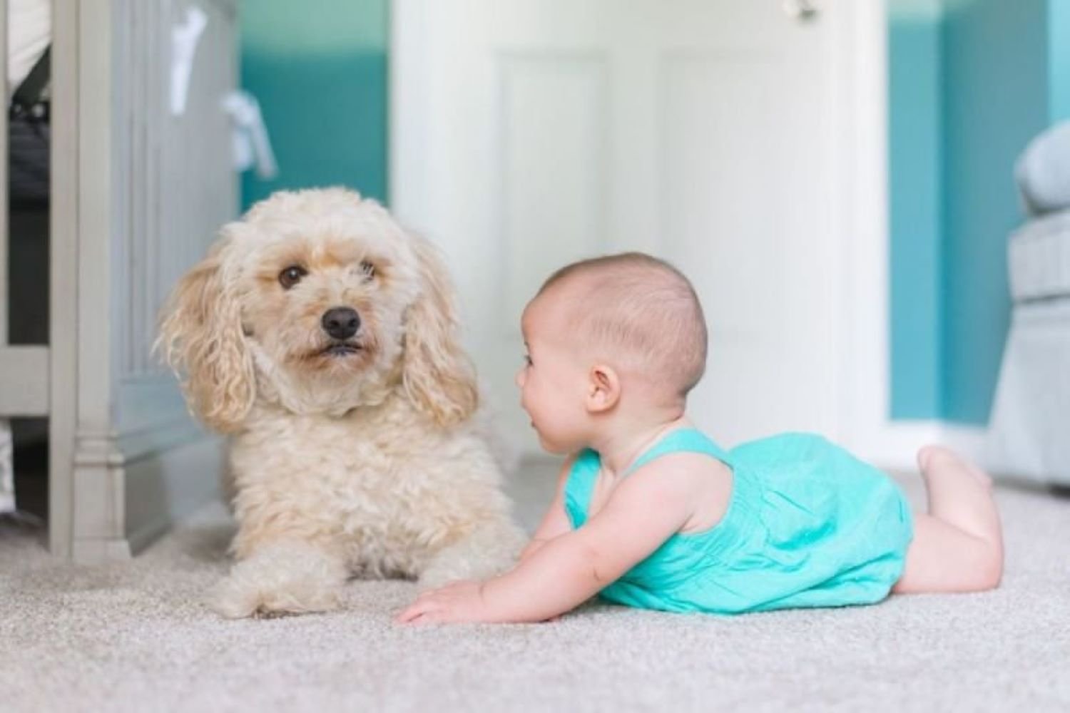baby playing with a dog on a clean carpet