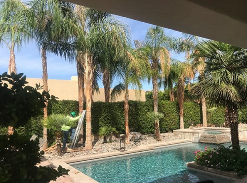 Tree Trimming Pruning Removalfor the areas of Palm Springs, Cathedral City, Thousand Palms, Coachella, Bermuda Dunes, Rancho Mirage, Palm Desert, Indian Wells, La Quinta, Indio, Coachella Valley.