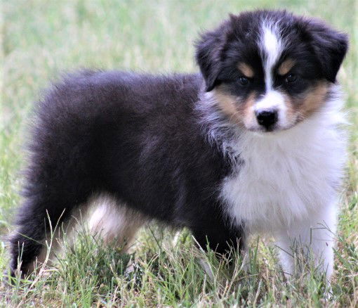 Are Miniature Australian Shepherds Good With Autism