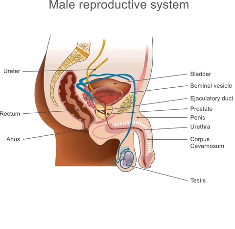 prostate diagram for prostate massage