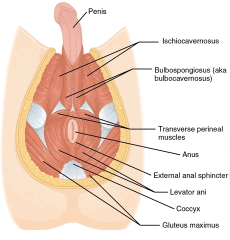 prostate location for massage