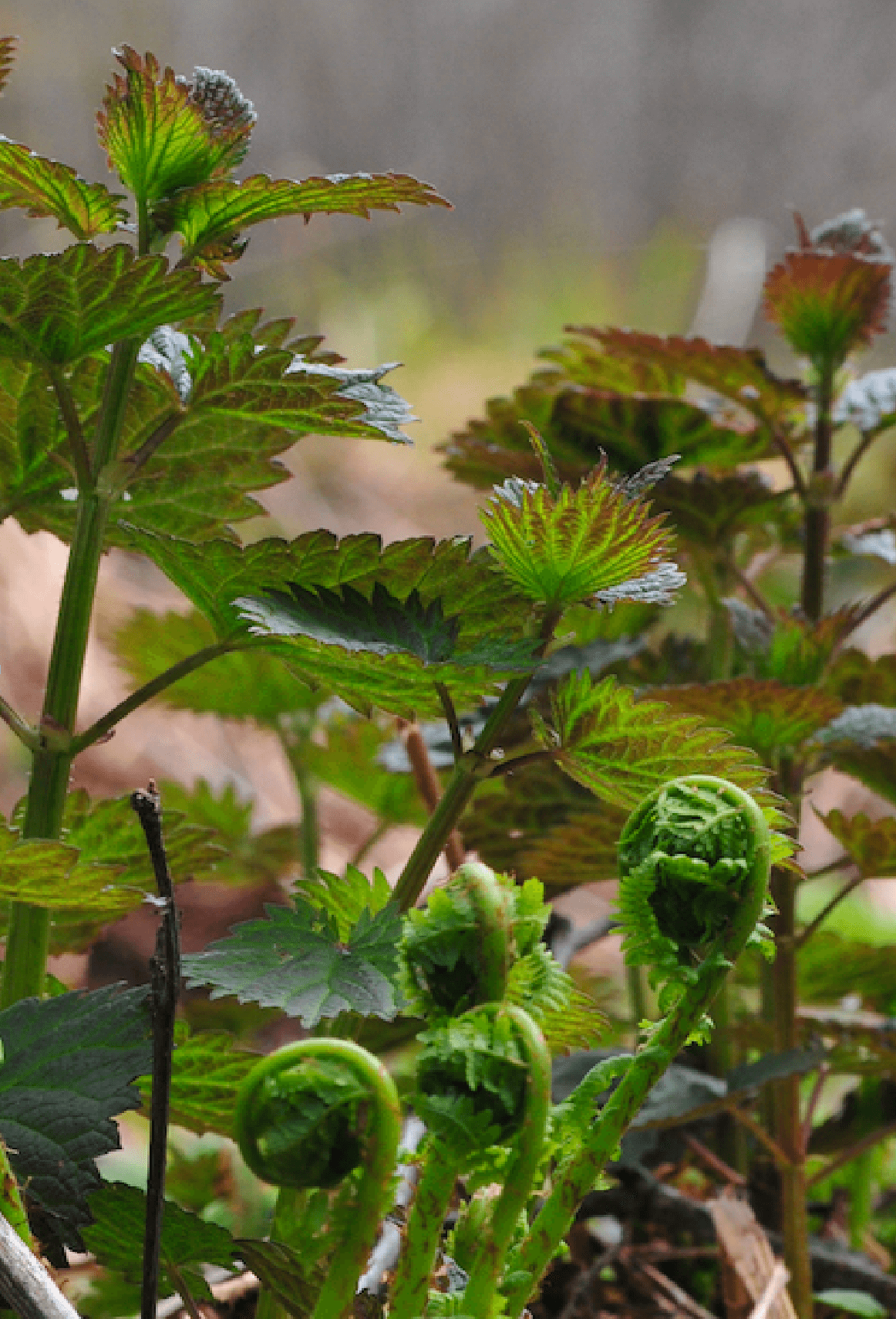 Image of stinging nettles with fiddleheads