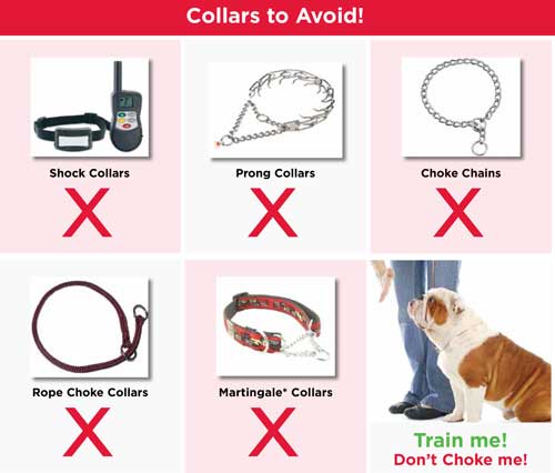 How to put a choke collar on your clearance dog