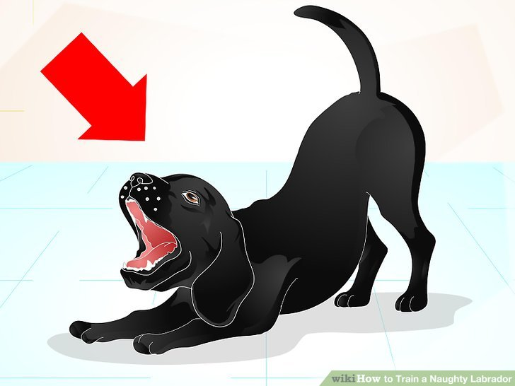 Image titled Train a Naughty Labrador Step 1