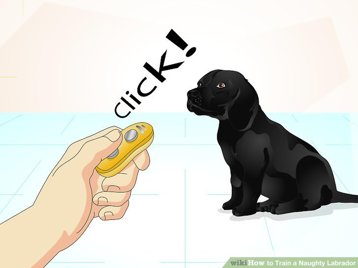Image titled Train a Naughty Labrador Step 10