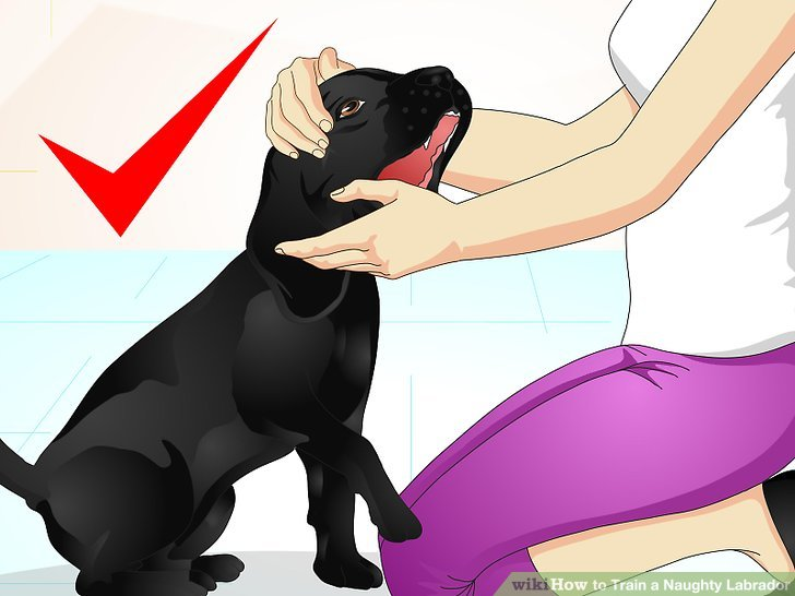 Image titled Train a Naughty Labrador Step 14