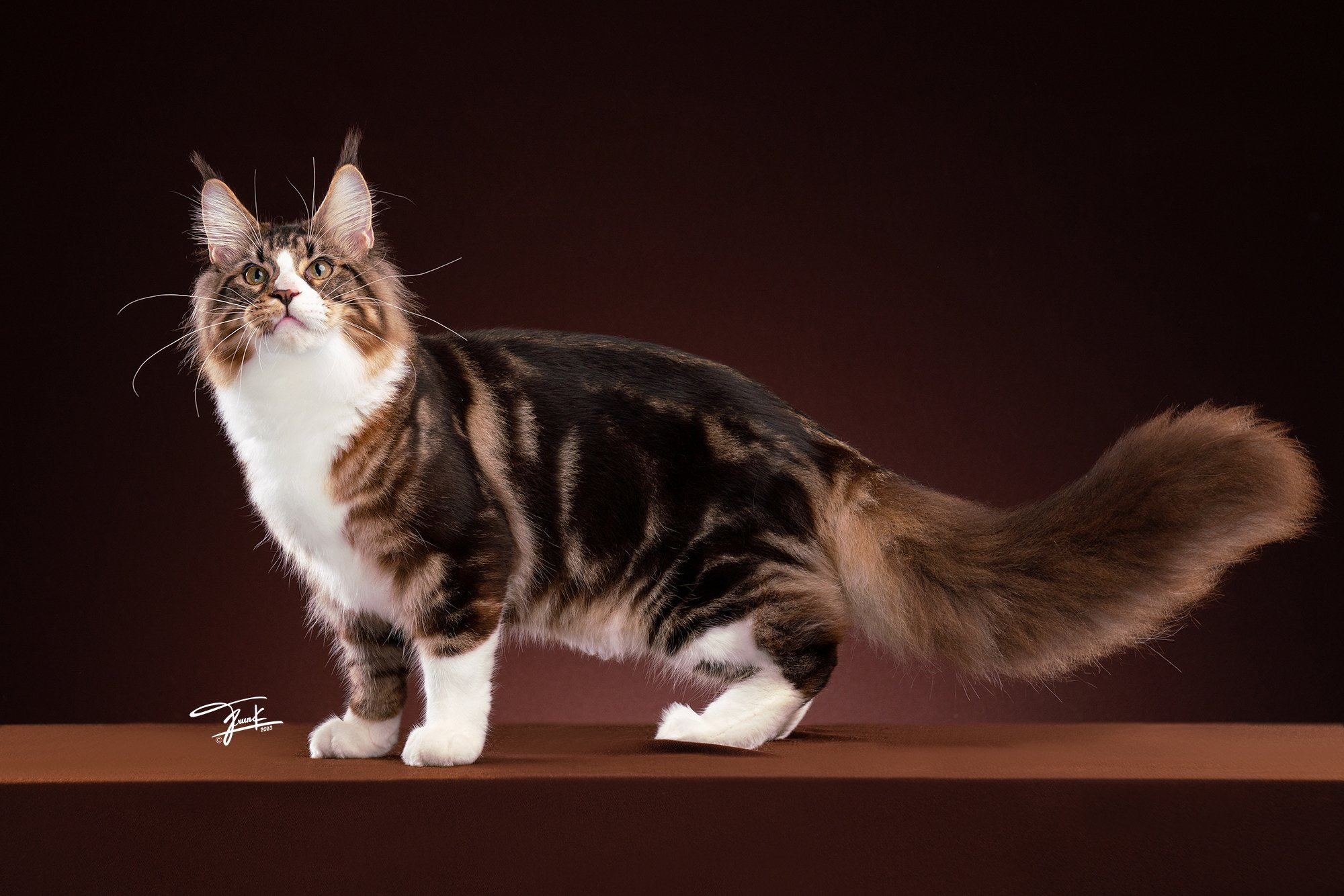 Maine coon, เมนคูน,แมวเมนคูน, เมนคูนแท้ ,ลักษณะMainecoon ,mainecoonthailand 