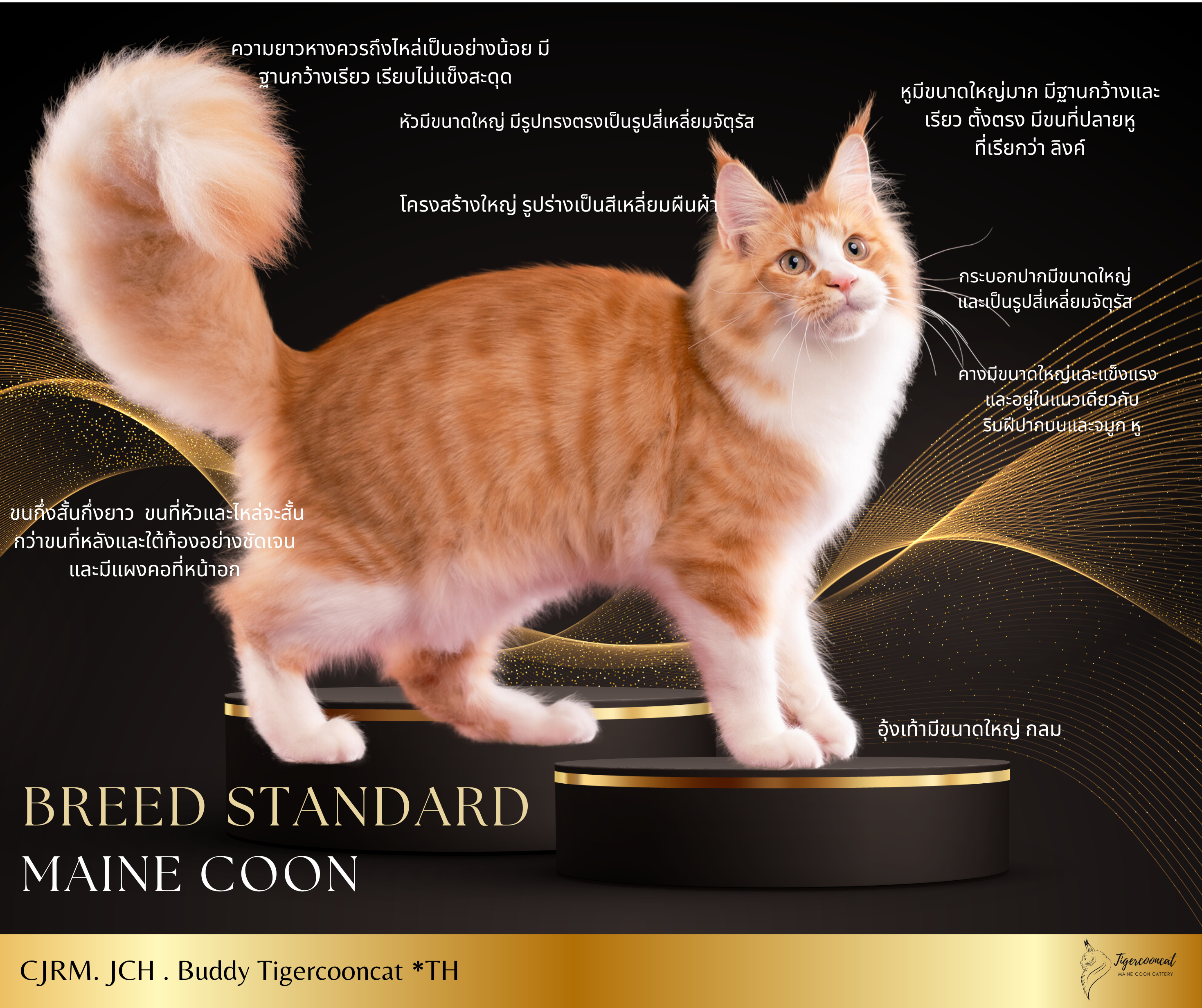 Maine coon, เมนคูน,แมวเมนคูน, เมนคูนแท้ ,ลักษณะMainecoon ,mainecoonthailand 