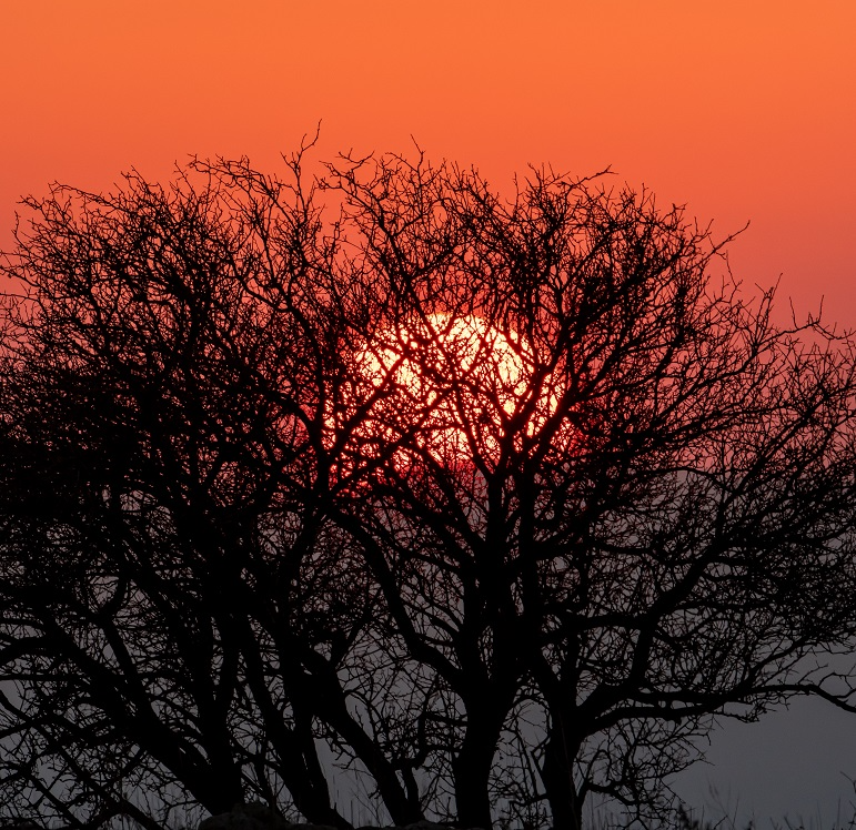 עץ מסתיר את השמש בעת שקיעה בגולן